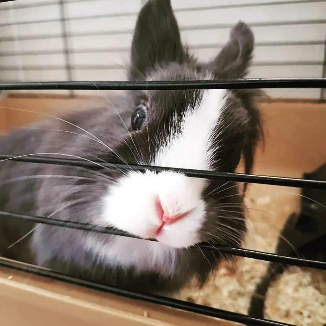 Seriez-vous prêt à accueillir un lapin chez vous ? 